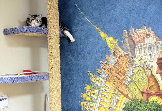 Republic of Cats Cafe opened in St Petersburg
