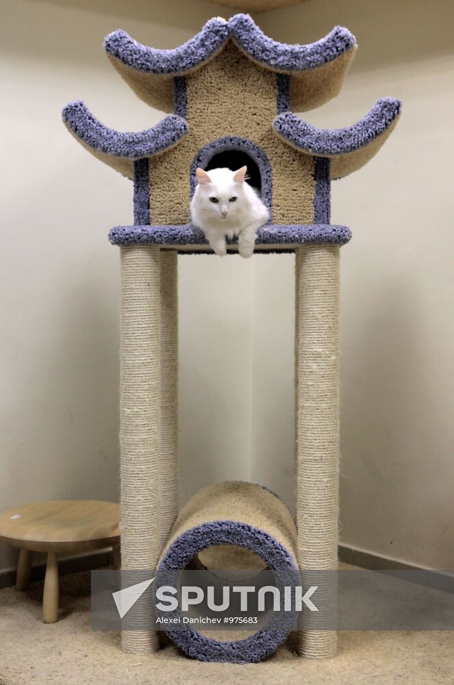 Republic of Cats Cafe opened in St Petersburg