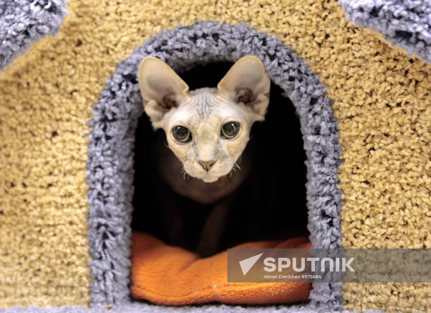 Republic of Cats Cafe opened in St Petersburg