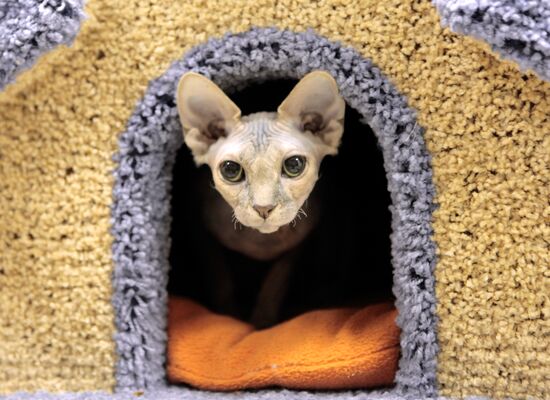 Republic of Cats Cafe opened in St Petersburg