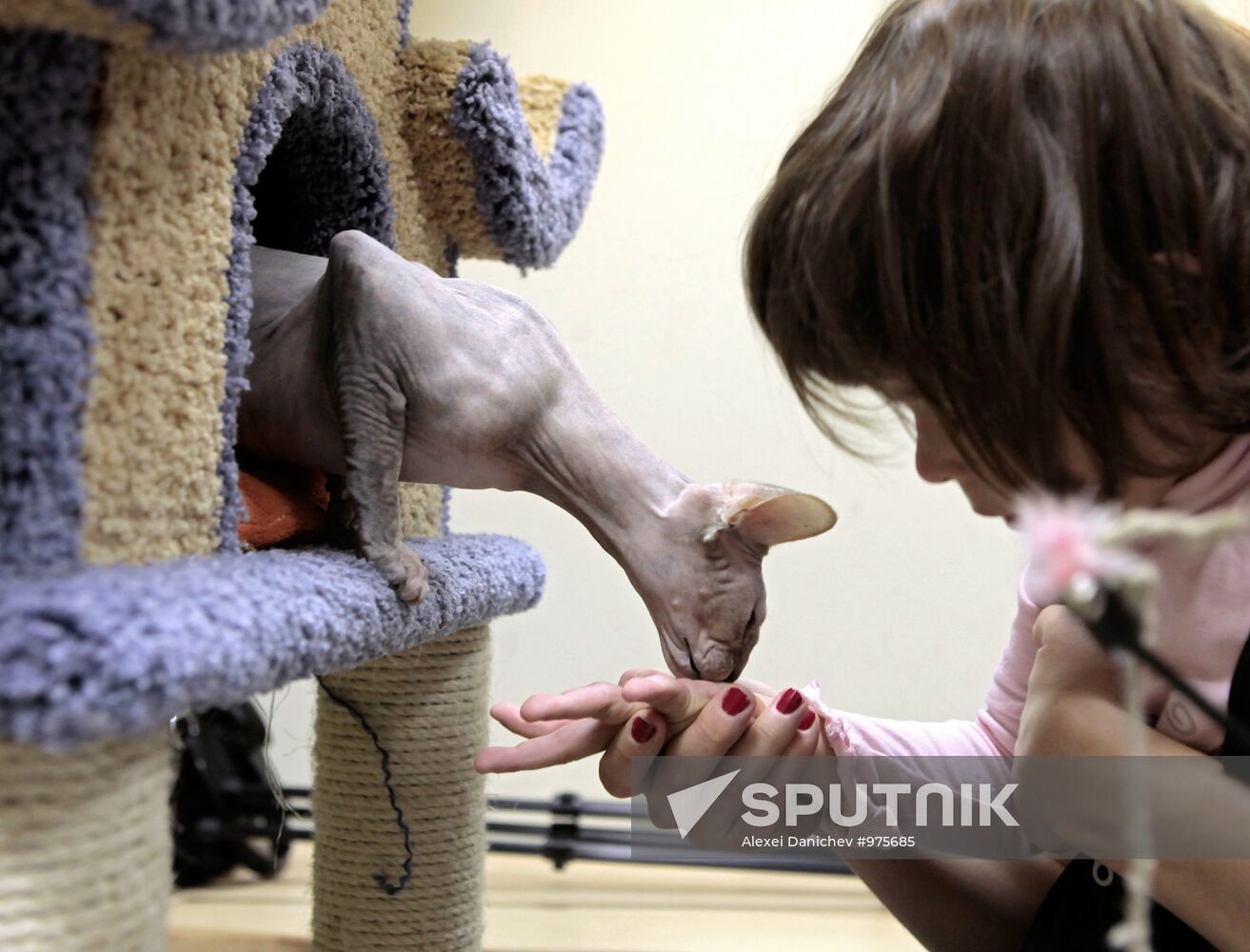 Republic of Cats Cafe opened in St Petersburg