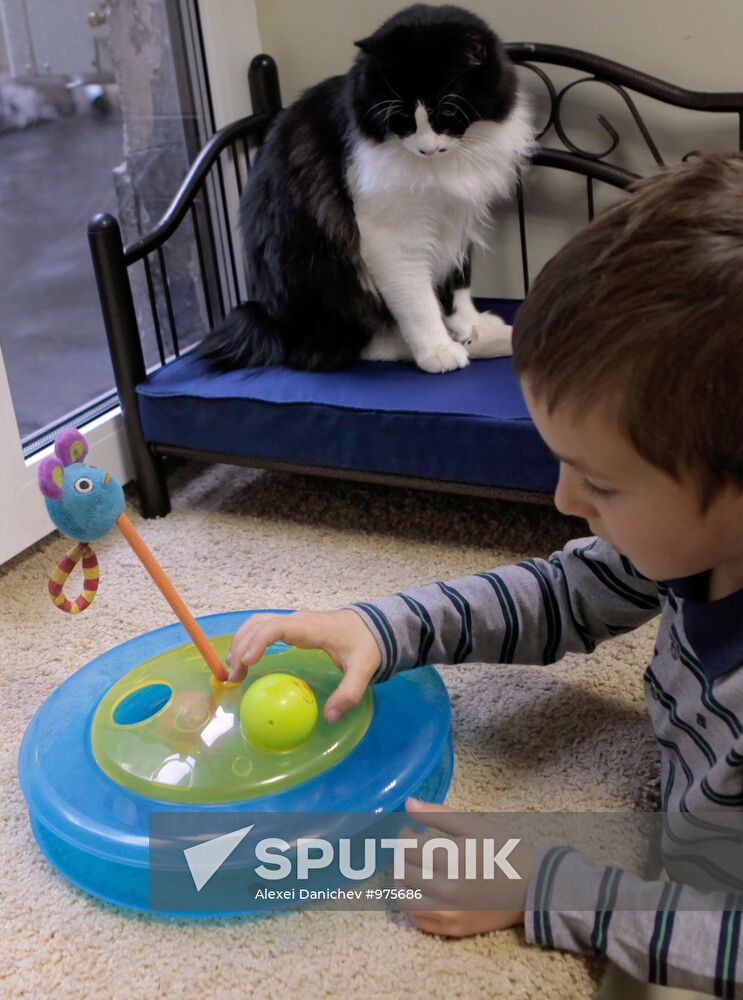 Republic of Cats Cafe opened in St Petersburg