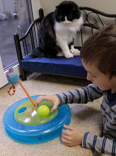 Republic of Cats Cafe opened in St Petersburg