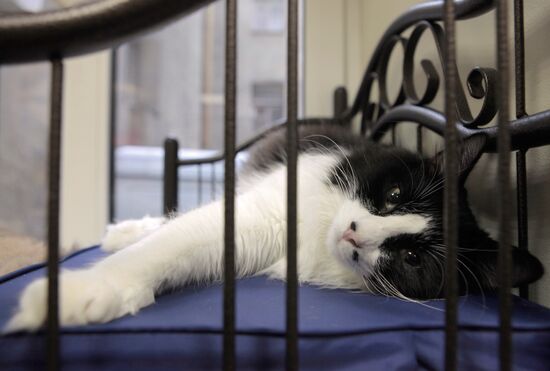 Republic of Cats Cafe opened in St Petersburg