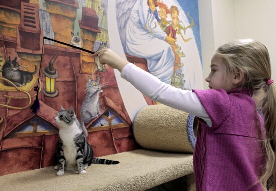 Republic of Cats Cafe opened in St Petersburg