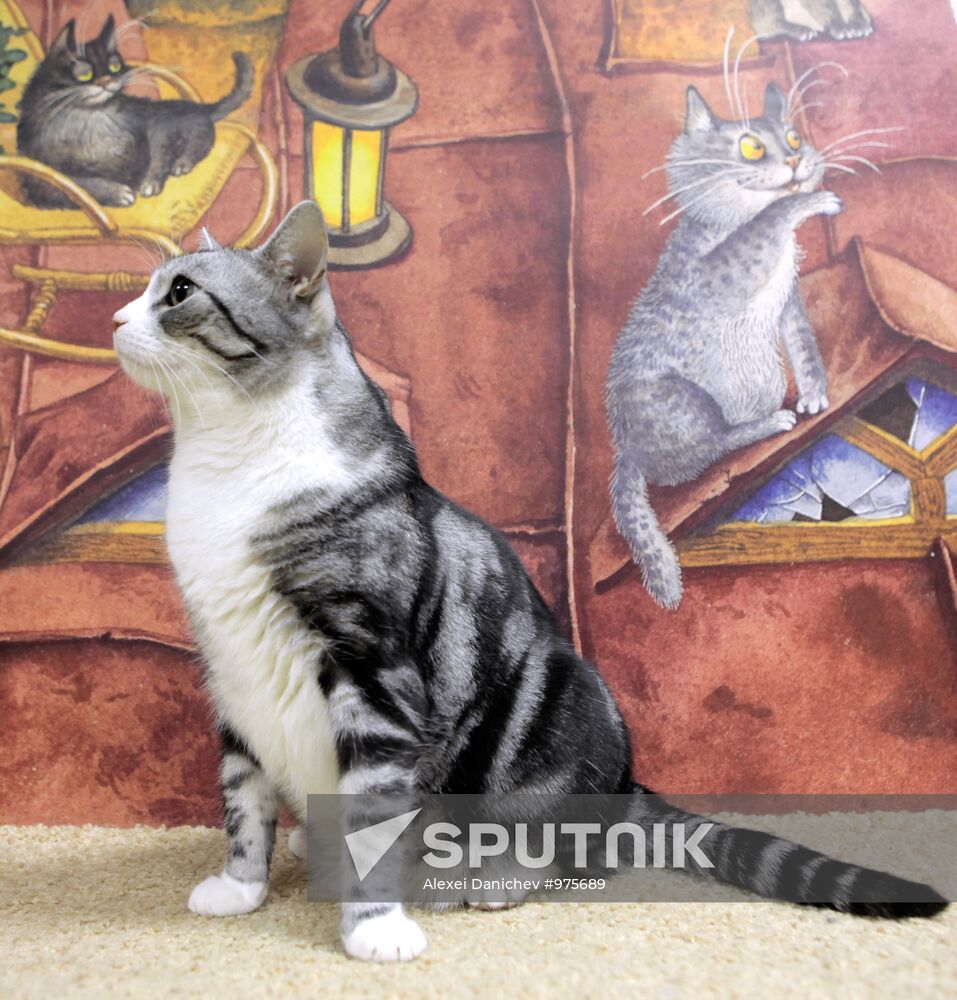 Republic of Cats Cafe opened in St Petersburg