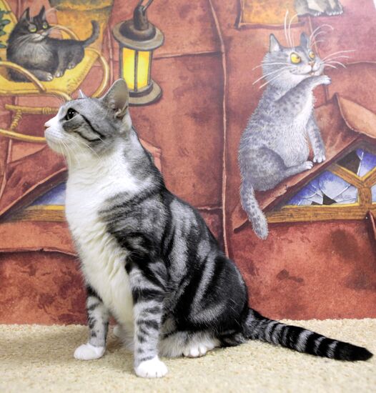 Republic of Cats Cafe opened in St Petersburg