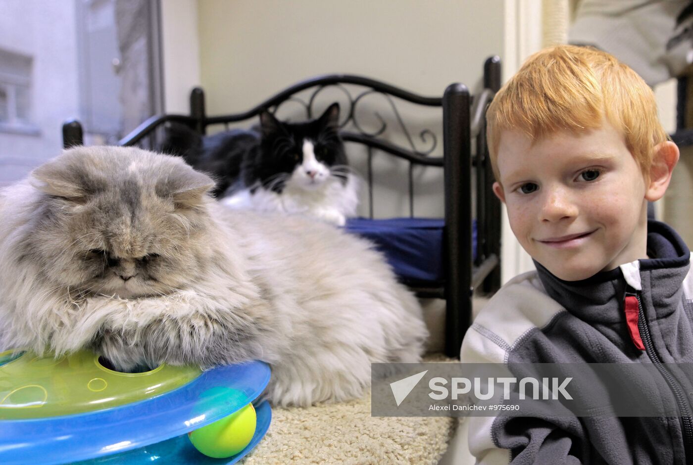 Republic of Cats Cafe opened in St Petersburg