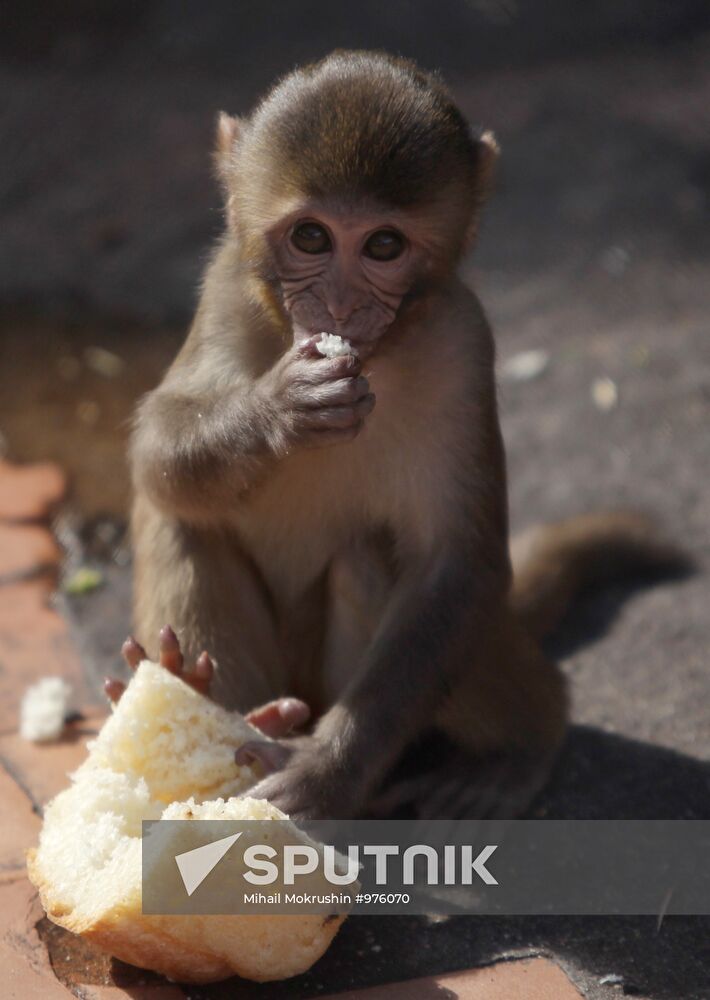 Monkey nursery in Sukhumi