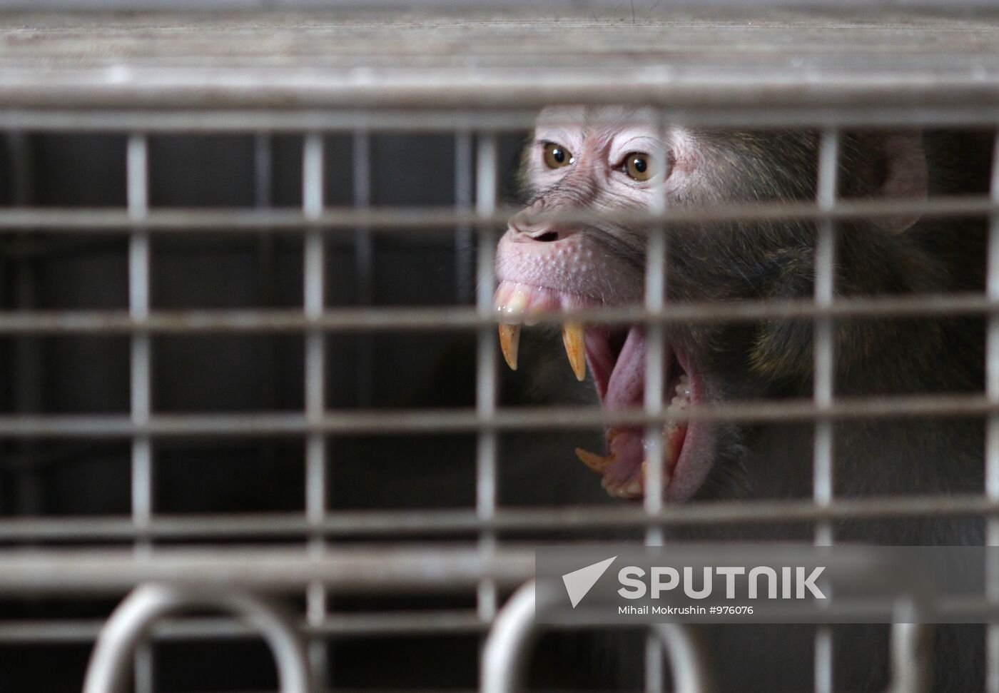 Monkey nursery in Sukhumi