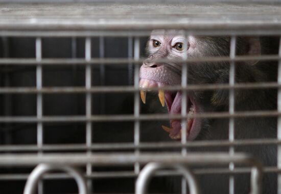 Monkey nursery in Sukhumi