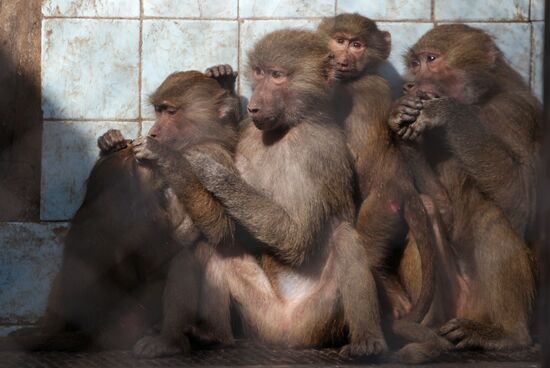 Monkey nursery in Sukhumi