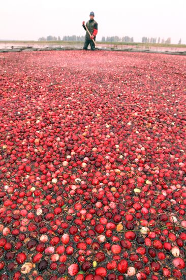 Cranberry harvesting at "Belarusian Zhuraviny" plantation