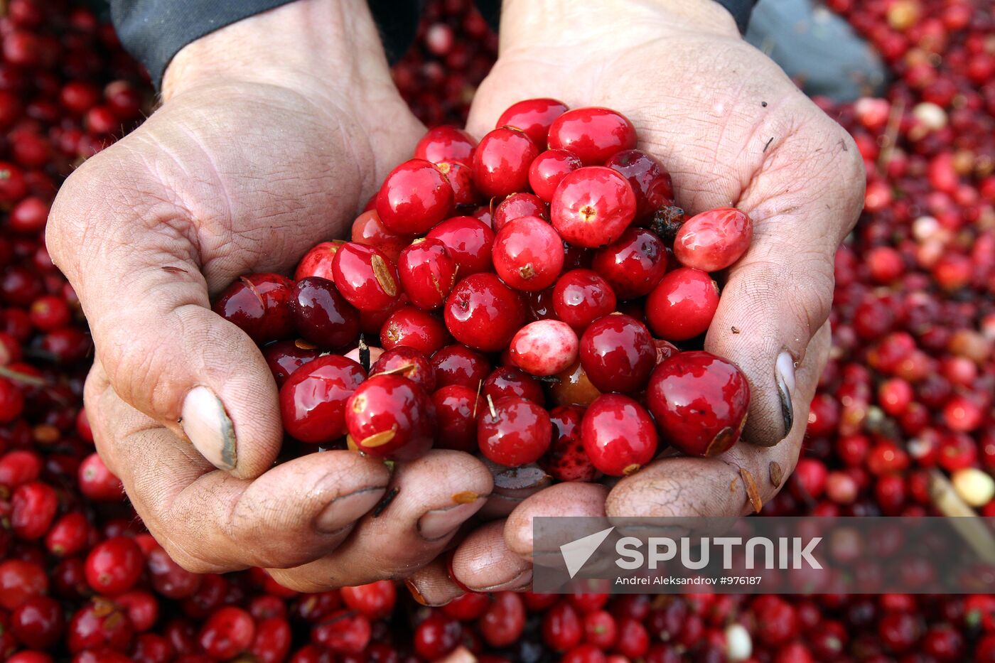 Cranberry harvesting at "Belarusian Zhuraviny" plantation