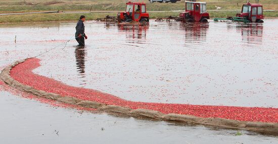 Cranberry harvesting at "Belarusian Zhuraviny" plantation