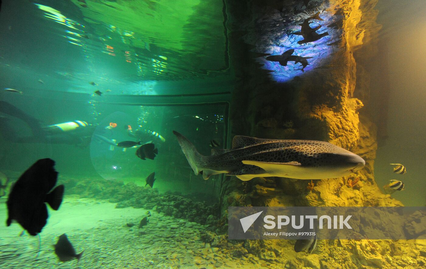 Moscow Oceanarium prepares for opening