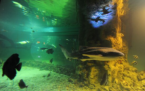 Moscow Oceanarium prepares for opening