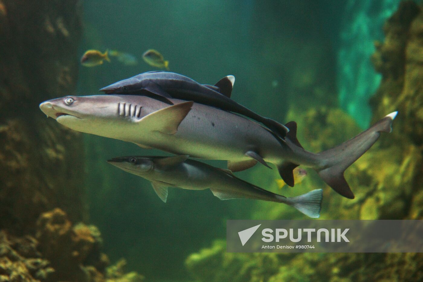 Moscow Aquarium opens