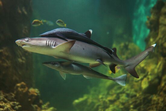 Moscow Aquarium opens