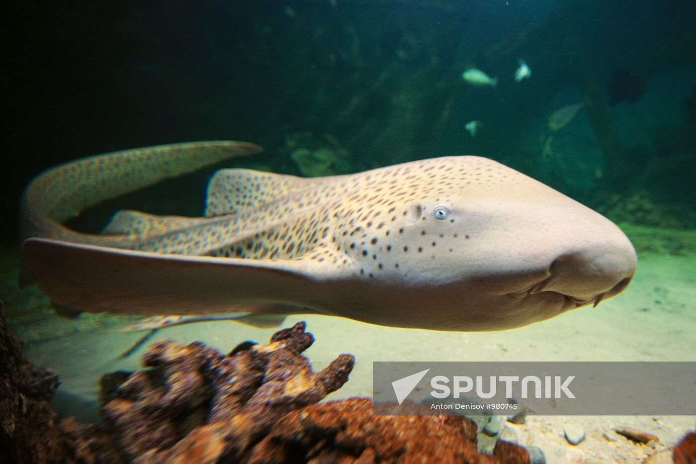 Moscow Aquarium opens