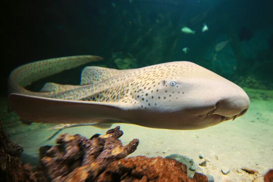 Moscow Aquarium opens