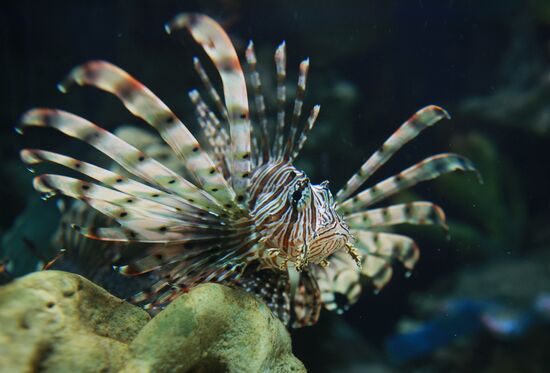 Moscow Aquarium opens