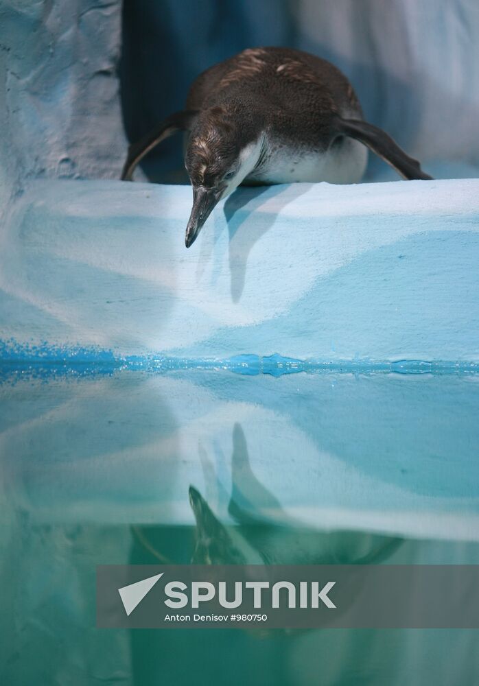 Moscow Aquarium opens