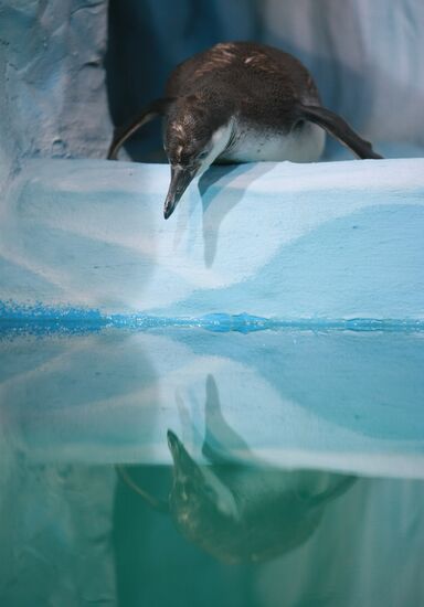 Moscow Aquarium opens