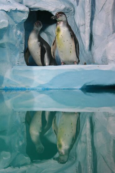 Moscow Aquarium opens