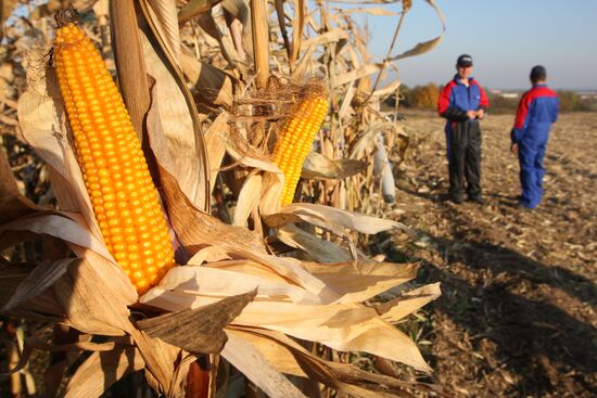 Harvesting corn at Dolgov i K farm complex