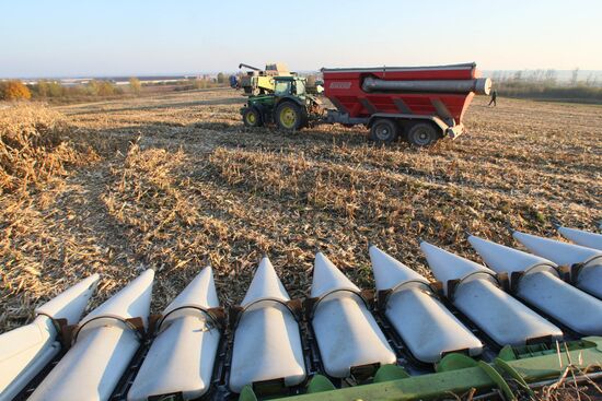 Harvesting corn at Dolgov i K farm complex