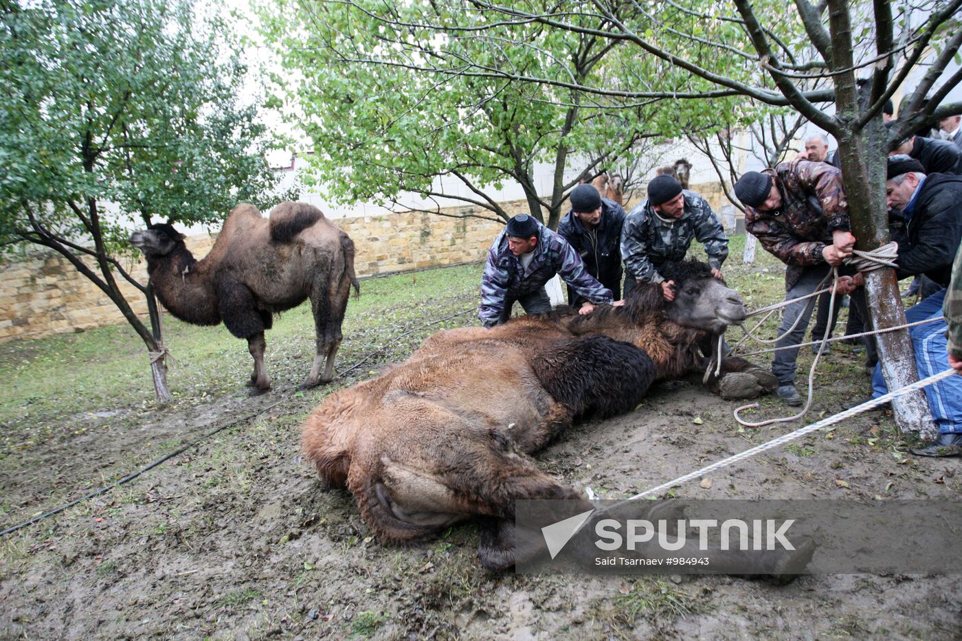 Muslims celebrate Eid al-Adha in Tsentoroy village, Chechnya