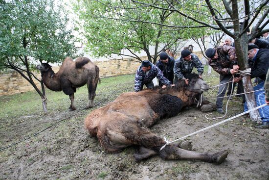 Muslims celebrate Eid al-Adha in Tsentoroy village, Chechnya