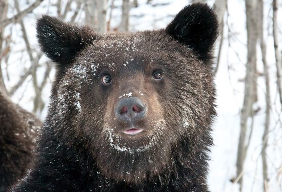 Bumming bears on Sakhalin highways