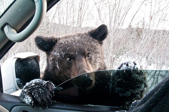Bumming bears on Sakhalin highways