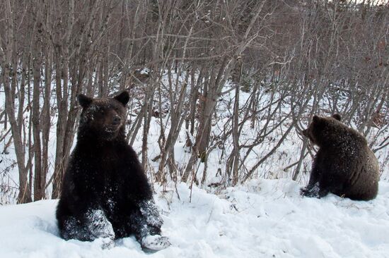 Bumming bears on Sakhalin highways