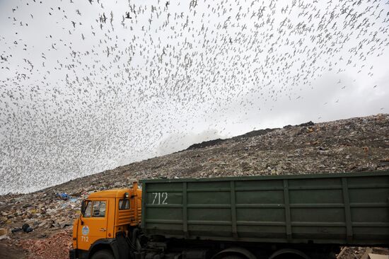 Household waste disposal site in Leningrad Region
