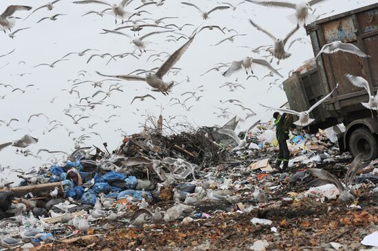 Household waste disposal site in Leningrad Region