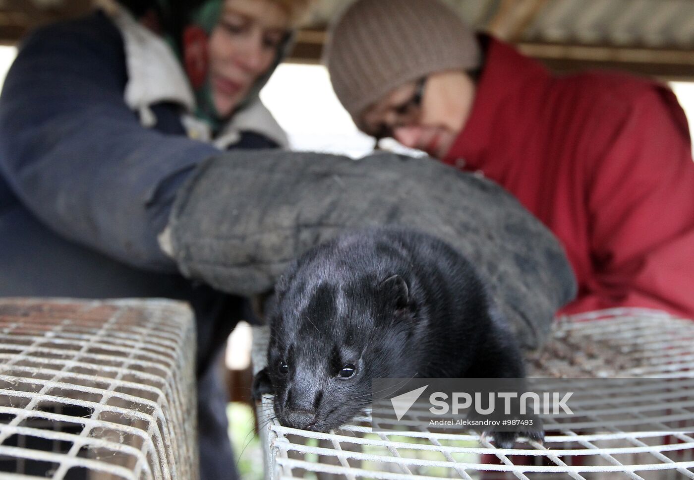 Bobruisk branch of Kalinkovichi animal farm