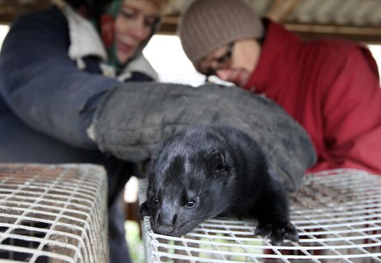 Bobruisk branch of Kalinkovichi animal farm