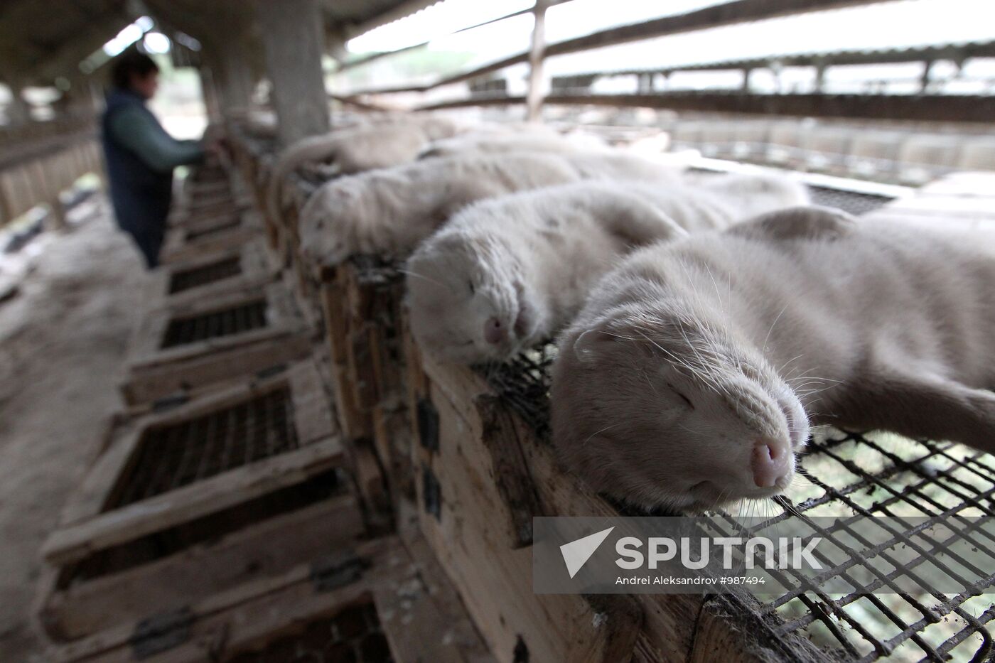 Bobruisk branch of Kalinkovichi animal farm