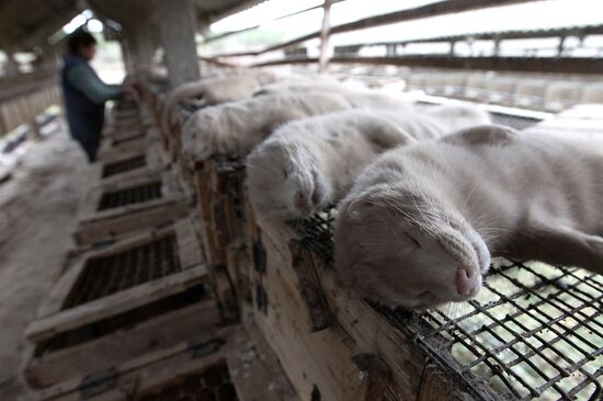 Bobruisk branch of Kalinkovichi animal farm