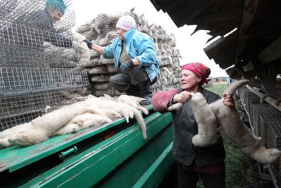 Bobruisk branch of Kalinkovichi animal farm