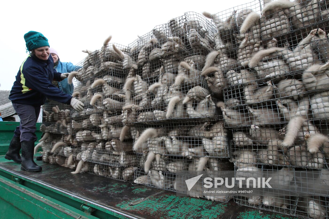 Bobruisk branch of Kalinkovichi animal farm