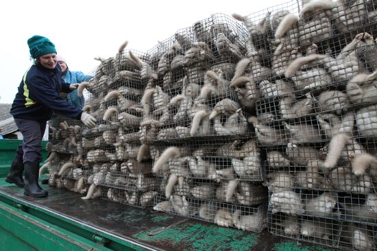 Bobruisk branch of Kalinkovichi animal farm