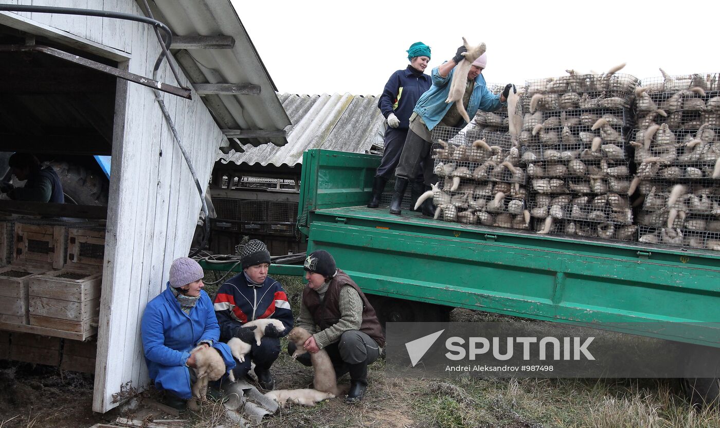 Bobruisk branch of Kalinkovichi animal farm