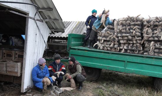 Bobruisk branch of Kalinkovichi animal farm