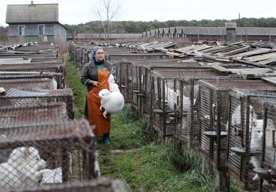 Bobruisk branch of Kalinkovichi animal farm