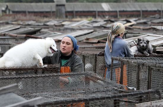 Bobruisk branch of Kalinkovichi animal farm