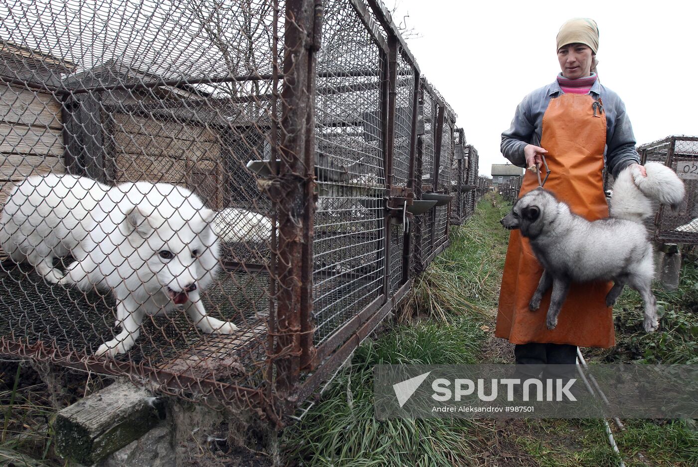 Bobruisk branch of Kalinkovichi animal farm